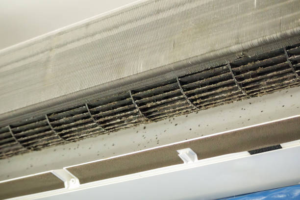 Best Air Duct Mold Removal  in Conway, SC
